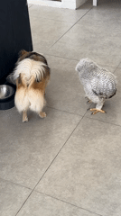 Dog and owl meet face-to-face on a tiled floor in Bali