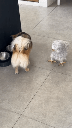 Dog and owl meet face-to-face on a tiled floor in Bali