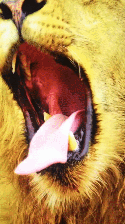 Mixed wildlife and human footage captured in Montenegro village