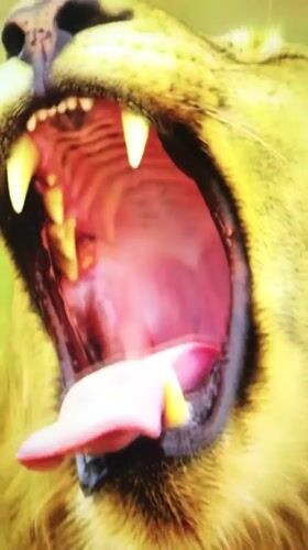 Mixed wildlife and human footage captured in Montenegro village