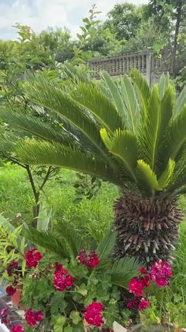 This is a vertical video showcasing a lush garden with various plants and flowers. The scene is set in Alakhadzi, Abkhazia, indicated by the location context. It appears to be daytime, with soft lighting suggesting either early morning or late afternoon. The weather seems pleasant and perhaps slightly overcast, as the light is diffused and the sky is a pale white.

The primary subjects are the plants. A prominent sago palm with its characteristic feathery fronds is visible in the foreground and throughout the video. It's planted in a large pot with a textured brown finish. Surrounding the sago palm are clusters of bright pink petunias, adding vibrant splashes of color to the scene. There are also some purple petunias interspersed with the pink ones, and a few small white and pink flowers that are less distinct. Green foliage from other plants creates a rich, layered backdrop.

In the middle ground, a young tree with light green leaves stands near a wooden post. Further back, a traditional-looking black lamp post with a glass lantern stands amidst the greenery, adding a touch of vintage charm to the garden.

The background reveals a decorative stone fence with ornate patterns and a wrought-iron gate, suggesting a residential property or a well-maintained public space. Beyond the fence, more trees and greenery are visible, indicating a natural, possibly semi-rural or suburban environment. The overall impression is one of a tranquil and beautifully tended garden, likely a private residence. There is no visible text in the video. The activity captured is simply a slow pan across this serene garden setting, allowing the viewer to take in the details of the flora and the ambiance of the location.
