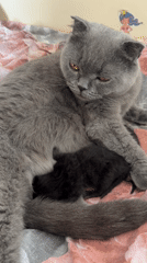 Newborn kittens and a blooming garden in Khomutovo summer