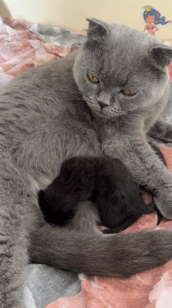 Newborn kittens and a blooming garden in Khomutovo summer