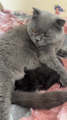 Newborn kittens and a blooming garden in Khomutovo summer