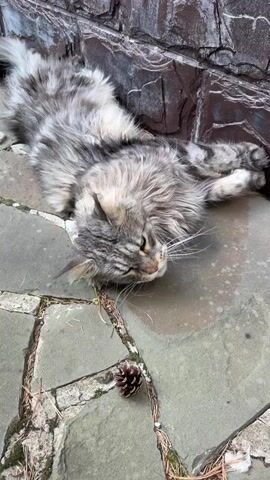 A fluffy grey and black striped cat is lying on its back on a stone patio, paws in the air. The cat is looking down at the grass growing between the stones. The cat rolls slightly onto its side, then back to its original position. It then begins to chew on a blade of grass. The background shows a stone wall.