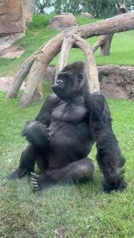 A large, dark-furred gorilla sits on a patch of green grass, facing left and slightly away from the camera. Its body is angled, and its head is turned to its left, appearing to look at something off-frame. The gorilla's right hand rests on its abdomen, while its left hand is on its left thigh. Behind the gorilla are several large, light-brown tree roots or branches lying horizontally on the grass. Further in the background, more green grass, rocks, and distant foliage are visible under daylight conditions. The sounds of people speaking in the background are audible.
