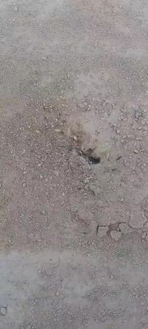 The video shows a close-up, top-down view of a rough, gravelly, dirt surface. In the center of the frame, there is a dark hole or depression in the ground. The edges of the hole appear disturbed and uneven, with some loose dirt and small stones around it. The surrounding ground is dry and dusty, with larger pebbles and some cracked earth visible. The lighting suggests an outdoor environment, likely during daylight. No people or other objects are clearly visible in the immediate vicinity of the hole. The camera is static, with no visible movement or panning. The overall impression is of an undisturbed natural or disturbed ground surface with a single prominent hole.