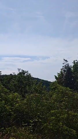 The video displays a static, wide shot of a natural landscape under a clear sky. Dense, green foliage of trees covers the lower half of the frame, indicating a forested, hilly, or mountainous terrain. The upper half of the frame features a bright blue sky with scattered white clouds. No people, animals, or man-made objects are visible.
