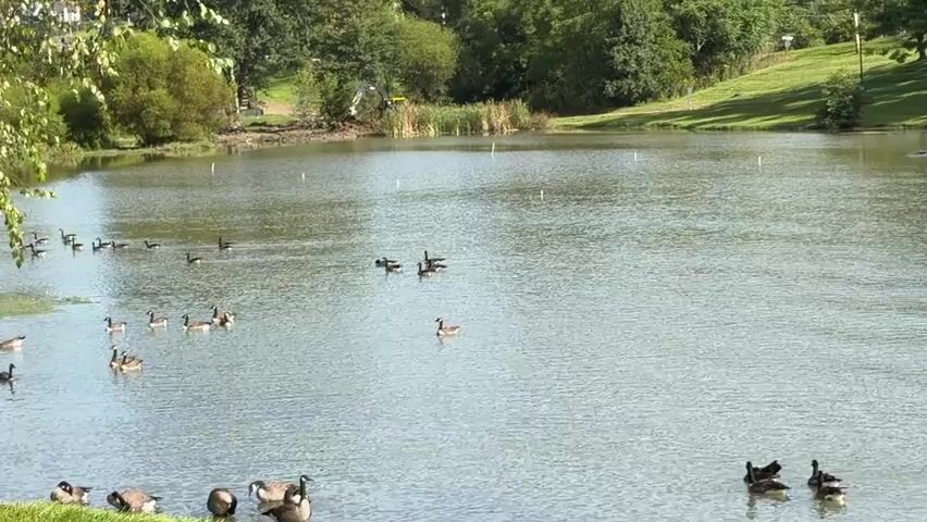 The video shows a wide shot of a pond with numerous Canada geese swimming and standing near the shore. The pond is surrounded by green trees and grass. The water is calm and reflects the sky. In the background, a small excavator is visible near the edge of the pond. The lighting suggests it is daytime, likely late morning or early afternoon, given the bright sunlight and clear visibility. The geese are scattered across the pond, with some in groups and others swimming individually. Some geese are also present on the grassy bank in the foreground, gathered near the water's edge. The overall scene is peaceful and natural, depicting a common wildlife habitat.