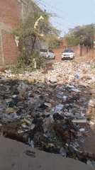 Stray dogs scavenge through garbage piles in Orai, India