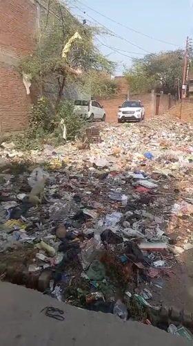 Stray dogs scavenge through garbage piles in Orai, India