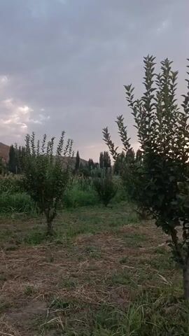 The video shows an outdoor scene in what appears to be a plantation or orchard. The time of day is likely dusk or early evening, as indicated by the lighting and the cloudy sky with a hint of sunset glow. There are several young trees planted in rows. The ground is covered with dry grass and some mulch. In the foreground, there are a few trees, with one particularly prominent on the right side of the frame. The background shows more trees, including some taller ones, and a landscape that suggests a rural or agricultural setting. The camera is moving, panning across the scene and showing different perspectives of the trees and the sky. There are no people or animals visible in the video. The overall atmosphere is calm and serene.
