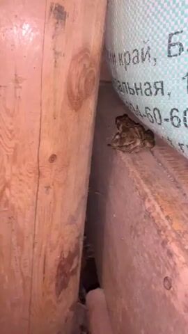 A close-up shot focuses on two frogs perched on a wooden beam. The frogs are positioned close together, with one slightly in front of the other. They are dark brown and appear to be resting. The background shows a green and white textured surface with some text, possibly a bag or tarp. Wooden planks form the sides of the frame, suggesting an indoor, perhaps storage or rustic, setting. The lighting is dim, highlighting the texture of the wood and the frogs.