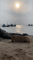 Early morning coastal scenes captured in Mirissa, Weligama Sri Lanka
