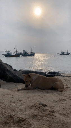 Early morning coastal scenes captured in Mirissa, Weligama Sri Lanka
