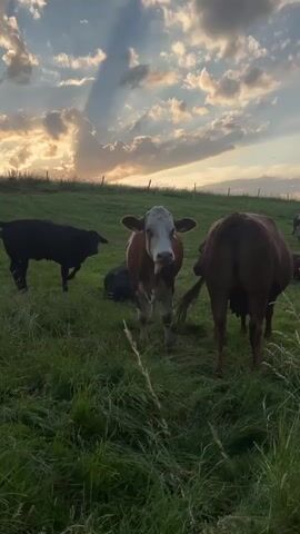 A medium shot captures a field with several cows under a dramatic sunset sky. The sky is filled with clouds that are illuminated by the setting sun, creating a warm glow and visible sunbeams. In the foreground, the grass is green and somewhat tall. Three cows are prominently visible: a black cow on the left, a brown and white cow in the center facing the camera, and a brown cow on the right with its back to the camera. Another cow appears to be lying down behind the central cow. A wire fence runs along the top of a gentle slope in the background. The overall scene suggests a peaceful, rural setting at dusk.