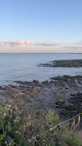 This is a vertical video of a rocky coastline at dusk. The sky is a clear blue with a few wispy pink clouds near the horizon. The sea is calm and reflects the sky. The foreground is filled with green foliage and some white flowers. There is a metal railing on the right side of the frame. No people or animals are visible. The overall impression is one of tranquility and natural beauty.