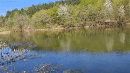Spring lake scene captured showing mixed forest reflection