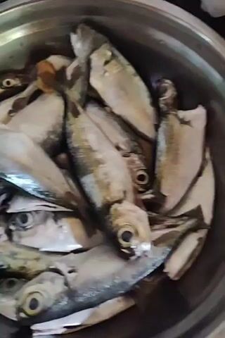 The video shows a close-up of two bowls, one stainless steel and one green plastic. The stainless steel bowl is filled with small, silver-colored fish.  One of the fish is transferred from the stainless steel bowl to the green bowl. A close-up then shows the single fish in the green bowl, it is partially submerged in water.  The fish appears to have some damage to its head and neck area.