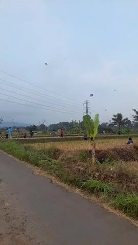 The video shows a rural scene with several people flying kites in a field. The field appears to be a rice paddy, with rows of rice stalks visible. There is a paved road in the foreground, and power lines stretch across the sky. Several kites are flying at different altitudes, and some people are standing on the road or in the field, watching the kites. The sky is overcast.