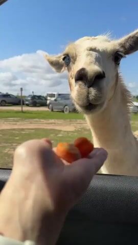 A close-up shot shows a person's hand with two pieces of sliced carrots offered to a light-colored llama. The llama's head is in the foreground, with its mouth open, about to take a carrot. The llama has blue eyes and brown markings around its eyes and ears. The background is a bright, sunny day with a clear blue sky, green grass, and several cars parked in the distance. The shot is taken from inside a vehicle, with a black car door visible in the bottom of the frame.