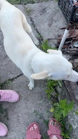 A white dog is shown in an outdoor setting. The dog is on a concrete surface with cracks and weeds growing through them. In the background, there is a black crate filled with rocks and debris, and some firewood. The dog is sniffing at something near a metal pole. The legs of two people are visible in the foreground, wearing pink shoes and pink sandals. The dog looks towards the camera and then back down to sniff. The video is taken from a high angle, looking down at the dog and the surroundings.