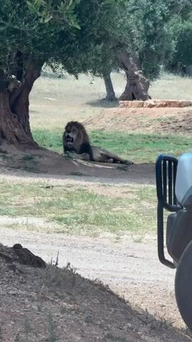 A male lion with a dark mane lies relaxed under the shade of a gnarled olive tree in what appears to be an open-air enclosure or safari park. The lion is captured mid-yawn or roar, its mouth wide open, revealing its teeth and pink tongue. Its body is stretched out on the dry, grassy ground. In the foreground, the front right portion of a vehicle, possibly a safari jeep with a black roll bar, is visible, suggesting observers are watching the animal. The background features more sparse grass, another olive tree, and a slight rise in the terrain under a bright, sunny sky. The overall scene depicts a calm moment in a naturalistic setting, likely at a safari park in Fasano, Italy.
