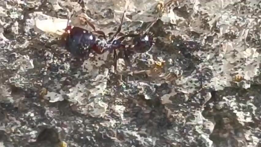 A close-up shot shows a black ant carrying a piece of food across a rough, textured surface. The ant moves from left to right and then pauses. The food appears light in color and is held in the ant's mandibles. The background is a mottled gray and white surface, possibly rock or concrete, with some small yellow specks visible. The lighting suggests it is daytime.