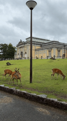 Sika deer spotted grazing in Nara Park under cloudy skies