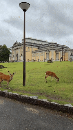 Sika deer spotted grazing in Nara Park under cloudy skies