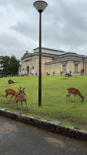 Sika deer spotted grazing in Nara Park under cloudy skies