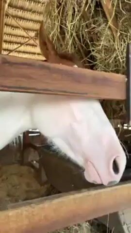 Inside a wooden barn structure with a straw roof, a white and brown horse eats hay from a wooden trough. The horse is partially framed by a wooden structure. Straw is scattered on the ground. Another horse is visible in the background.