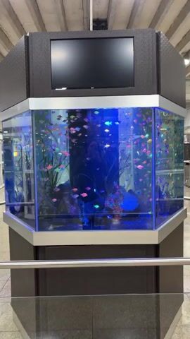 A video shows a large, multi-sided aquarium filled with numerous small, brightly colored fish swimming in blue-lit water. The aquarium is hexagonal and appears to be made of glass. Behind the aquarium, a large black screen is mounted on a dark gray, textured structure. Inside the aquarium, there are rocks and aquatic plants. The bottom of the aquarium is filled with dark gravel. The overall environment appears to be indoors, possibly a public space, with visible metal railings in the foreground and a hint of a ceiling structure in the background. A person's reflection is visible in the glass of the aquarium. The fish exhibit a variety of colors including pink, orange, yellow, green, and blue. The lighting creates a vibrant and dynamic underwater scene.