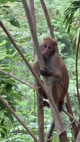 A monkey sits on branches of trees, eating something with its right hand. The monkey is facing the viewer with a light brown coat and dark eyes. The background is filled with green leaves and trees.