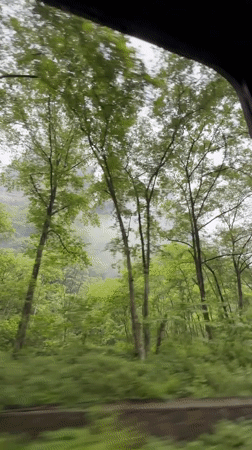 Motorist films lush forest and rock formations in Wulingyuan