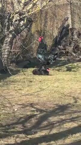 The scene shows a rooster standing in a grassy area, crowing. Behind the rooster is a black chicken, lying on the ground. The background includes bare trees, a wire fence, and some shaded areas. The grass appears to be patchy, with both green and brown sections visible. The rooster's feathers have a sheen of green and blue under the daylight.
