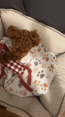 Dog rests peacefully in bed in Marum, Netherlands