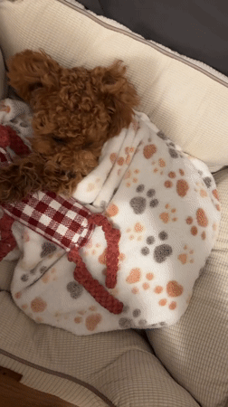 Dog rests peacefully in bed in Marum, Netherlands