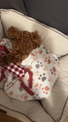 Dog rests peacefully in bed in Marum, Netherlands