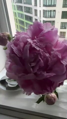 The video shows a close-up of pink peonies in bloom, arranged in a clear glass vase on a windowsill. The main peony is large and fully opened, with many delicate petals. Several smaller buds are also visible, some just beginning to open. Behind the flowers, a modern building with a colorful facade is seen through the window. The light appears to be natural, possibly overcast. The video pans slightly to the right, revealing more of the bouquet and the surrounding windowsill. There are no people visible in the video.