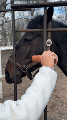 Woman feeds carrots to horses at Russian enclosure