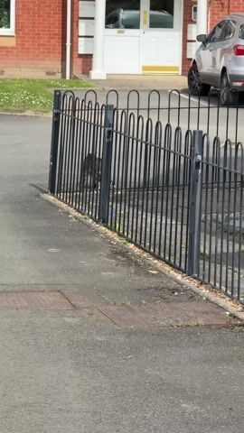 A short video shows a tabby cat walking on a paved surface. The cat, wearing a white collar, emerges from behind a black metal fence near a brick building and a parked silver car. It walks purposefully across the pavement towards a grassy area covered with small white flowers. The pavement is gray and shows signs of wear, including a square drain cover and patches of weeds.  The camera follows the cat's movement from behind and slightly to the side.