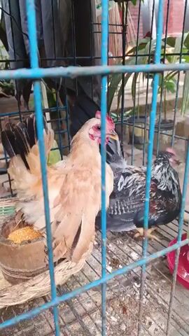 A close-up shot shows two chickens inside a blue cage. The chicken in the foreground is a light brown hen with a red comb and wattle. It is facing left, and its tail feathers are fanned out. To the right of the hen, partially obscured, is a darker chicken, possibly a rooster, with black and white speckled feathers. The chickens are standing on a wire floor, and to the left, a wooden feeder filled with grain is visible. In the background, out of focus, are plants and a dark object, possibly a bag. The camera is positioned at an eye-level view of the chickens.