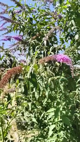 The video shows a close-up of a purple flowering plant under a clear blue sky. The camera pans slightly to the right, revealing more of the plant and its blossoms. The plant appears to be a butterfly bush, with long, cone-shaped clusters of small purple flowers. Some of the flower clusters are still developing, appearing more brown and seed-like, while others are in full bloom. The leaves of the plant are green and somewhat elongated. In the background, other similar plants and some greenery are visible, suggesting an outdoor garden or natural setting. The lighting indicates it is daytime, likely sunny. There are no people or animals clearly visible in the frame.