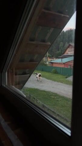 The video shows a cow standing on a dirt path outside a building, viewed through a window. The cow is black and white. To the left of the cow, there is a wooden structure that appears to be stairs. In the background, there are houses, a green fence, and trees. The lighting suggests it is daytime, possibly late afternoon or early evening. The camera is positioned inside a room, looking out.