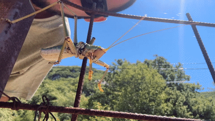Close-up series of a katydid on asphalt and metal, Montenegro