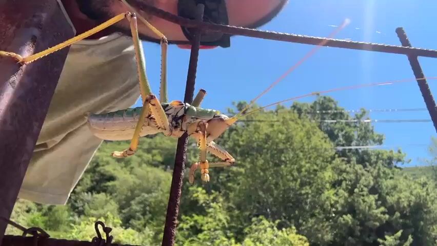 A large green and tan insect, possibly a katydid, is perched on a rusty metal structure. A person's face and shoulder are visible in the upper left corner, looking down at the insect. The background is a clear blue sky with bright sunlight and green trees. The insect is facing left and appears to be holding on with its legs. The scene suggests an outdoor environment on a sunny day.