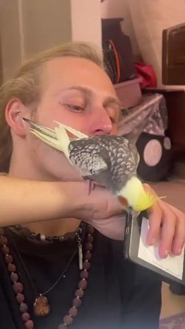 A man with long blonde hair, pulled back, and a light beard, is featured in a close-up video. He wears a dark t-shirt and multiple beaded necklaces. His left hand is raised, supporting a black smartphone, while his right hand holds the phone steady from below. A small cockatiel, predominantly grey and white with a bright yellow head and distinctive orange cheek patches, is perched on the man's left hand.

The bird is positioned directly over the smartphone screen, its beak close to the display, appearing to be pecking at or intently examining the phone. The man looks down at the bird and phone with a soft, gentle expression, his mouth slightly open as if he is speaking or humming quietly. He occasionally makes soft, cooing sounds, like "Oh, oh, oh," and whispers what sounds like "I keep thinking about you." The bird's crest feathers are visible, and its tail extends towards the left.

The setting appears to be indoors, with a blurred background showing indistinct objects, possibly furniture or storage, suggesting a casual home environment. The lighting is artificial. The man has rings on his right hand. The interaction between the man and the bird is calm and affectionate.