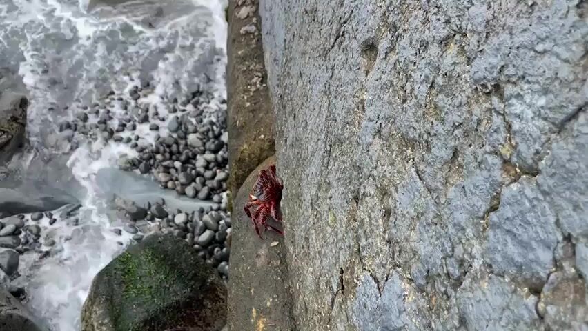 A small, red crab is clinging to a concrete structure. Waves crash against the shore, composed of dark pebbles and rocks, with one rock covered in green algae. The water is turbulent and foamy.