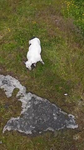 The video shows a white dog with black patches in a grassy outdoor area. The dog is initially lying on its side, then rolls onto its back with its legs in the air. It then rolls over again and stands up, shaking its head. The dog then walks around and sniffs the ground. The environment appears to be a field with short grass and some small yellow flowers. There is also a large, grey, flat rock in the foreground.